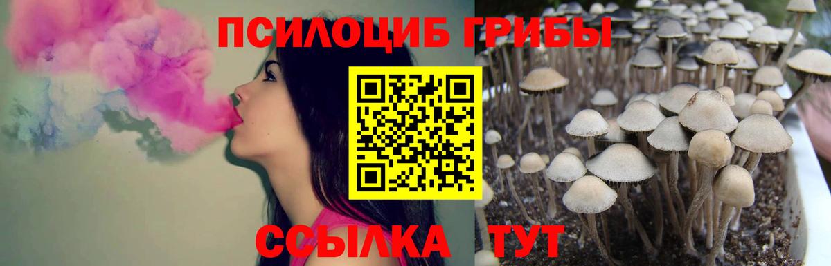 Псилоцибиновые грибы GOLDEN TEACHER Приморско-Ахтарск
